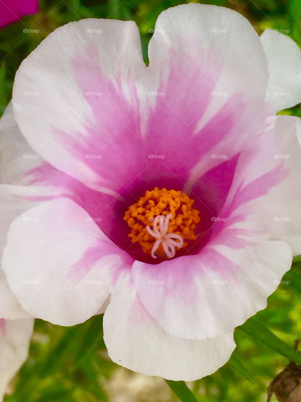 up close and personal with a flowers