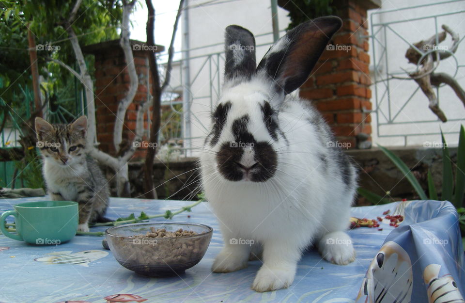 Bunny and kitten eating together