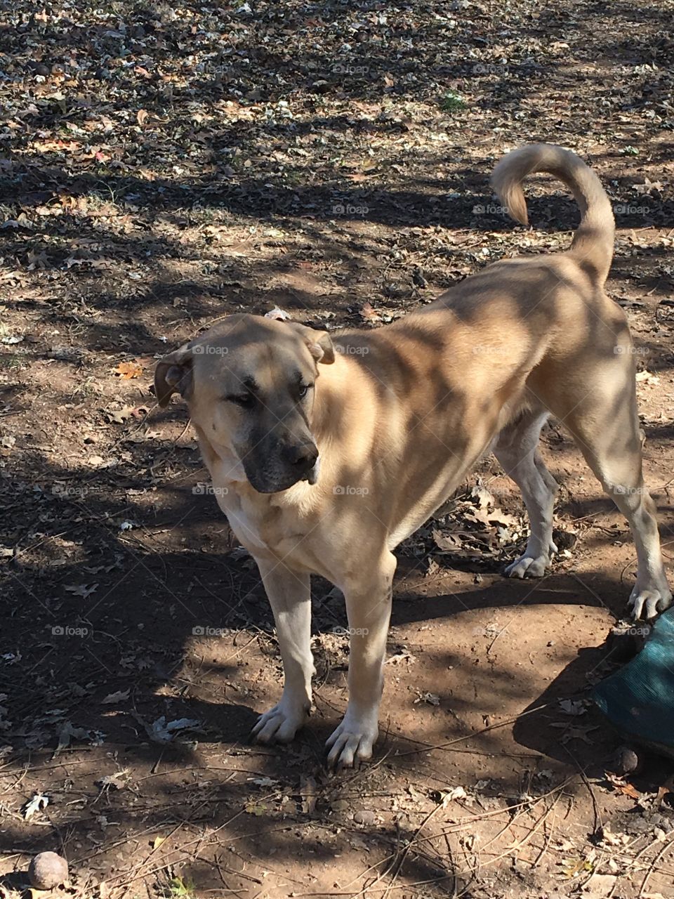 My handsome boy enjoying the outdoors on this beautiful fall day. Shadows of the afternoon.