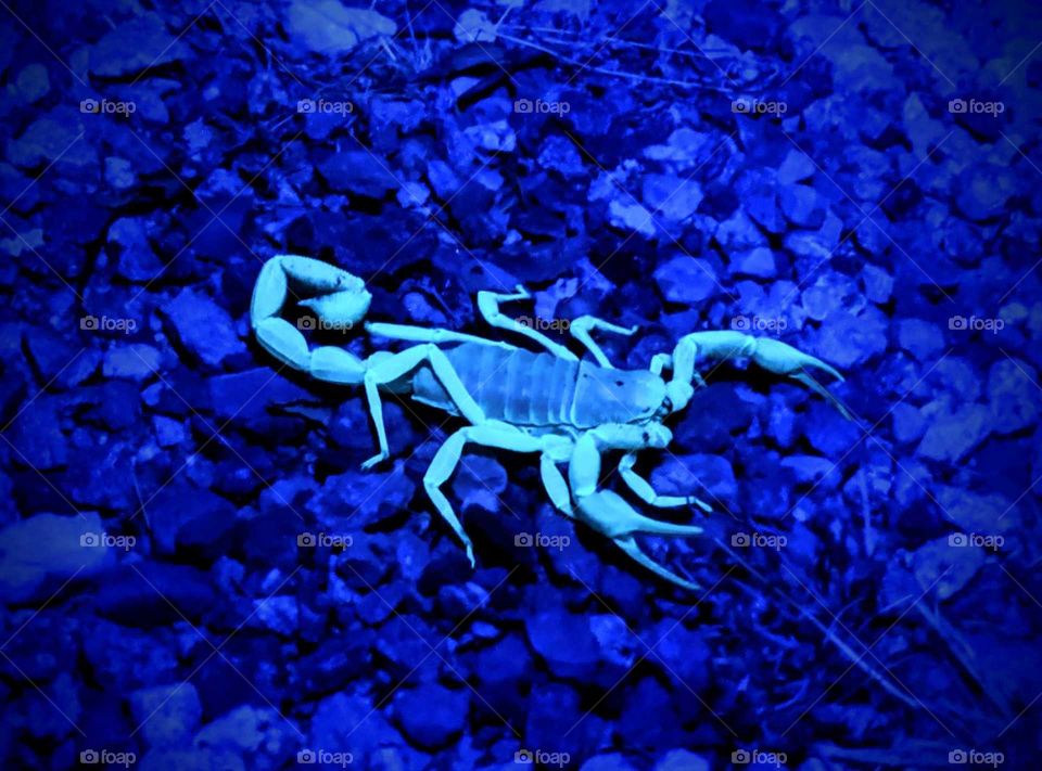Arizonia Sonoran Desert Hairy Scorpion hunting insects, poised to strike and florescent under black light