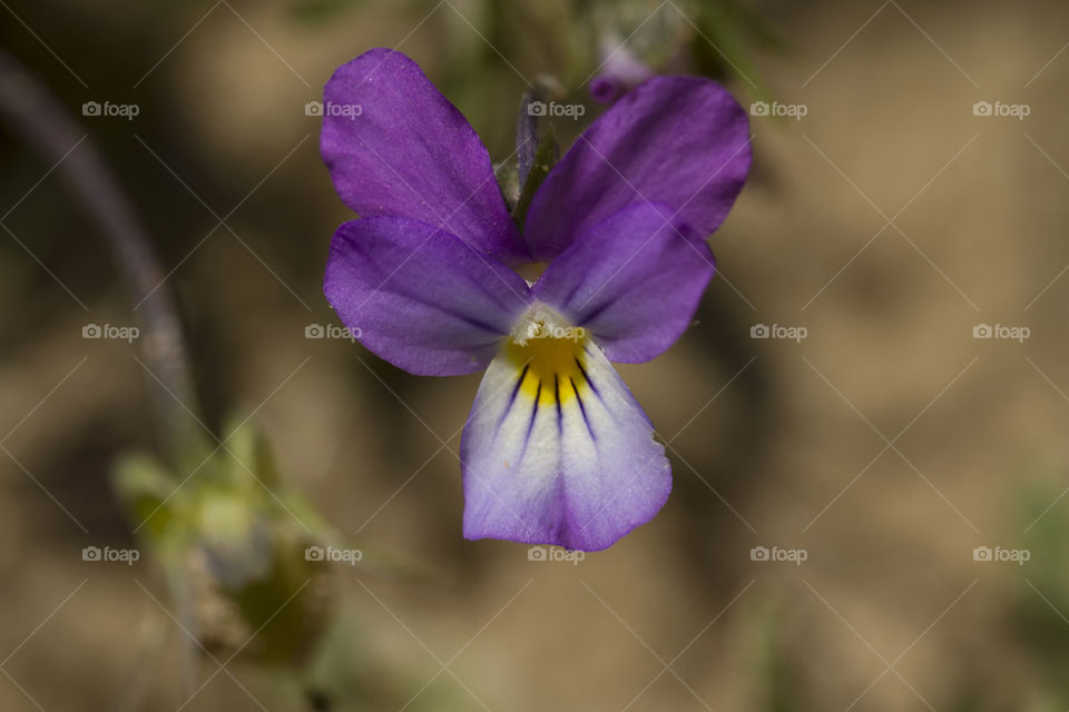 Wild violet flowers