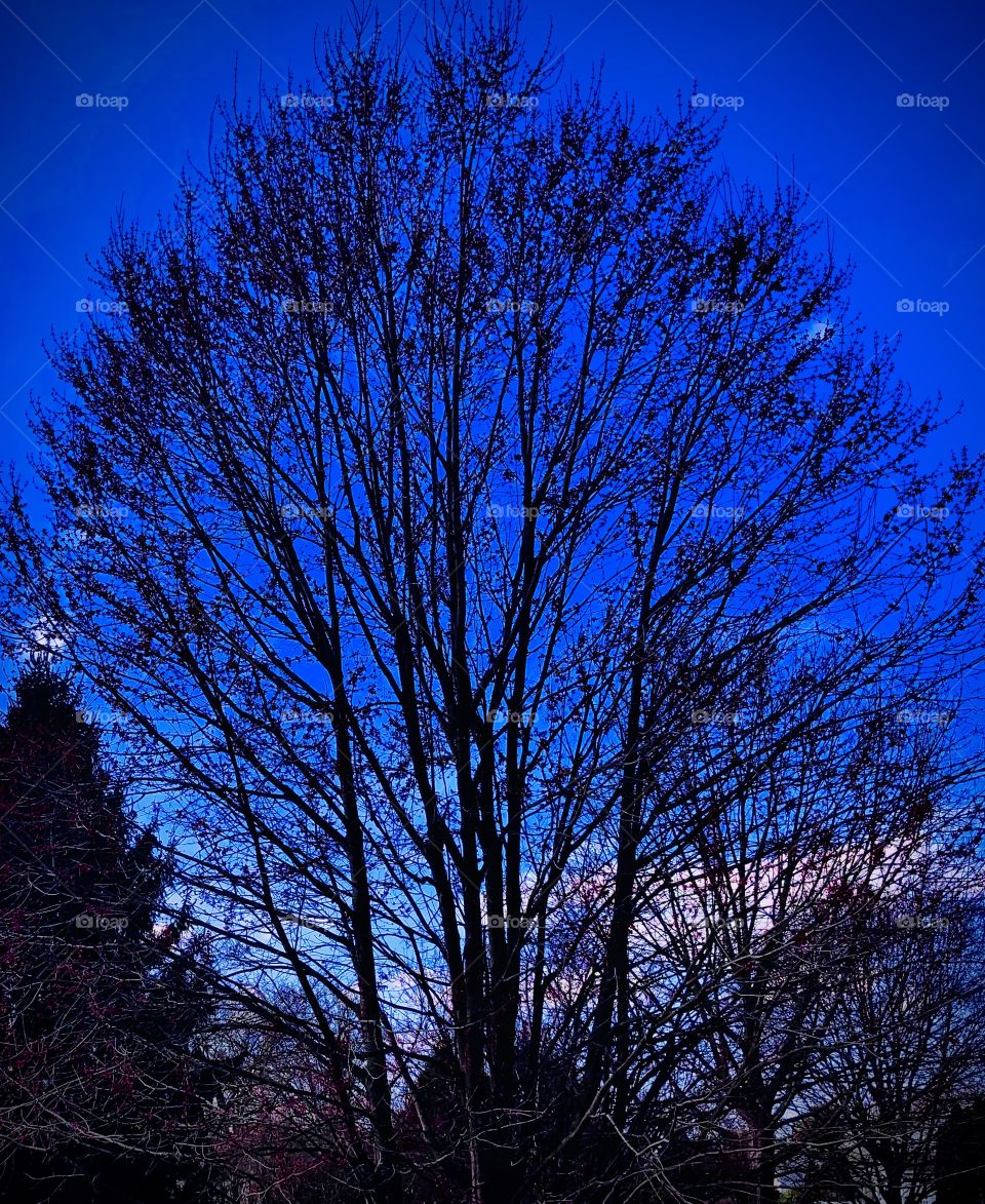 A beautiful tree on a beautiful afternoon. 