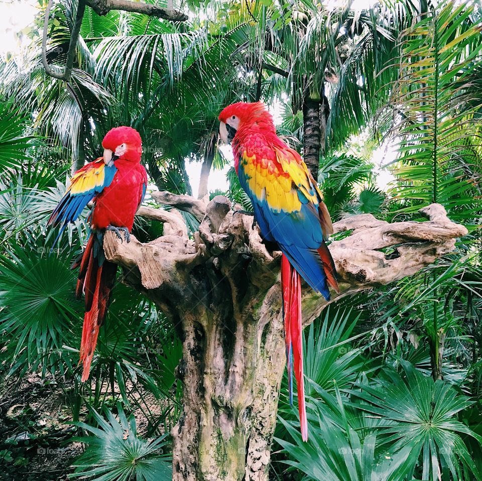 Parrot conversations 