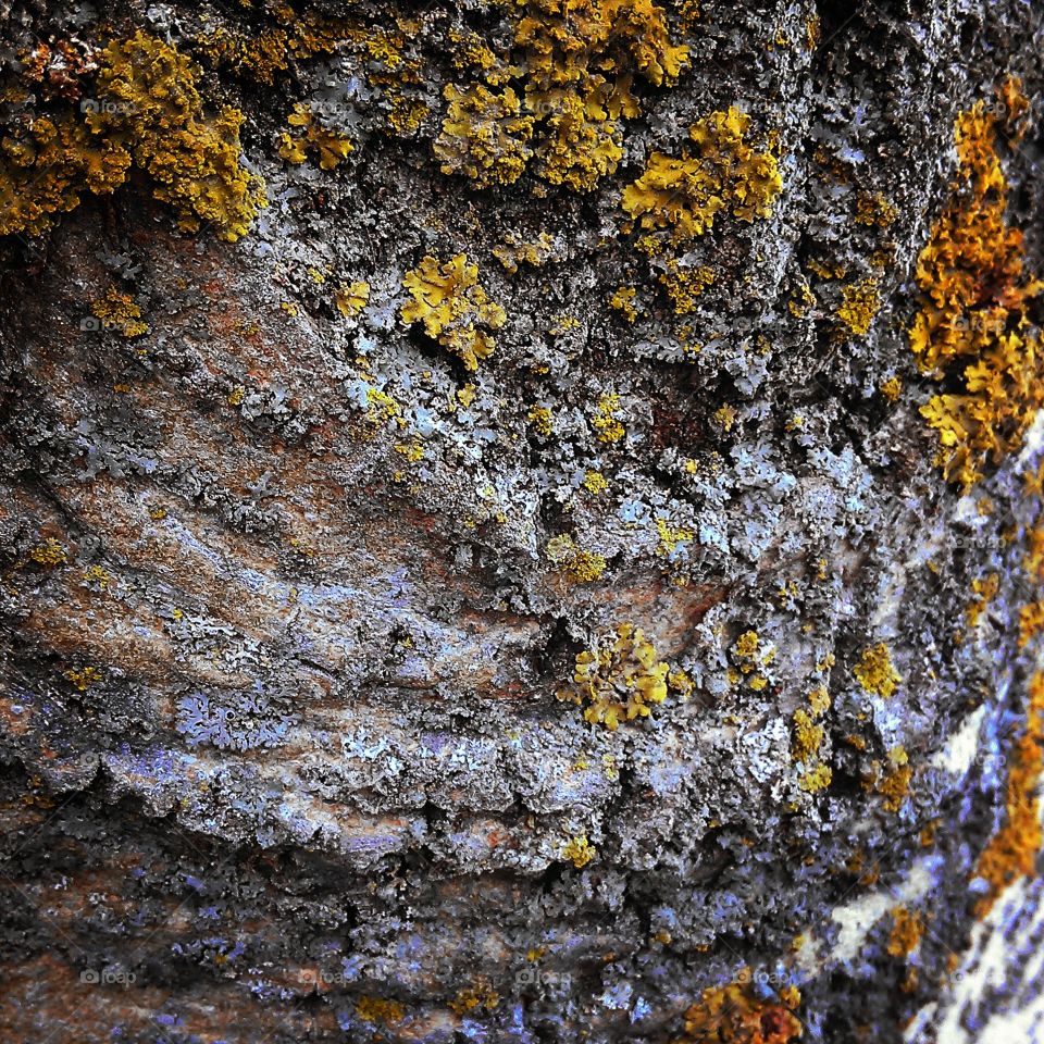 tree bark. tree bark at my brothers house