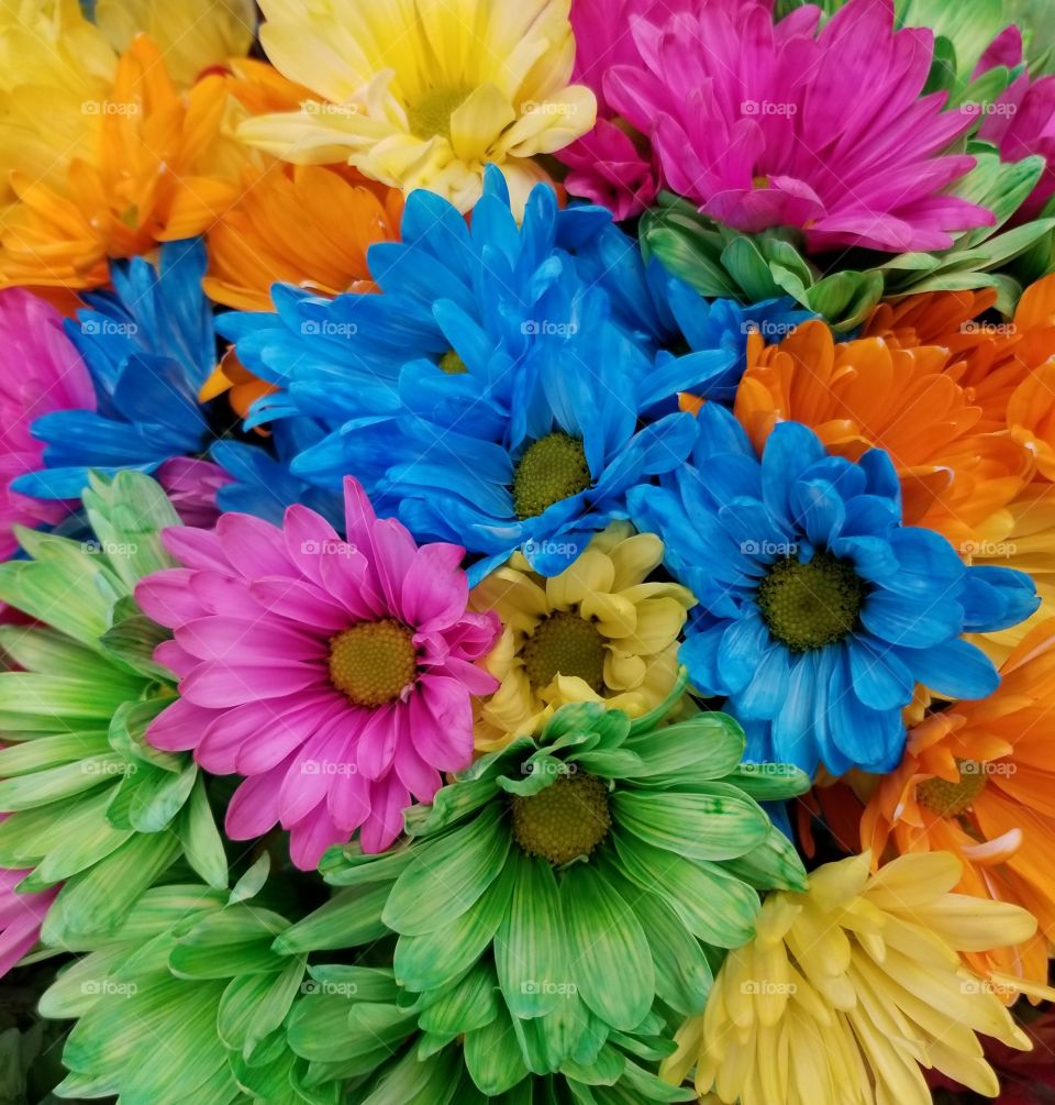 Colorful painted daisies I believe.