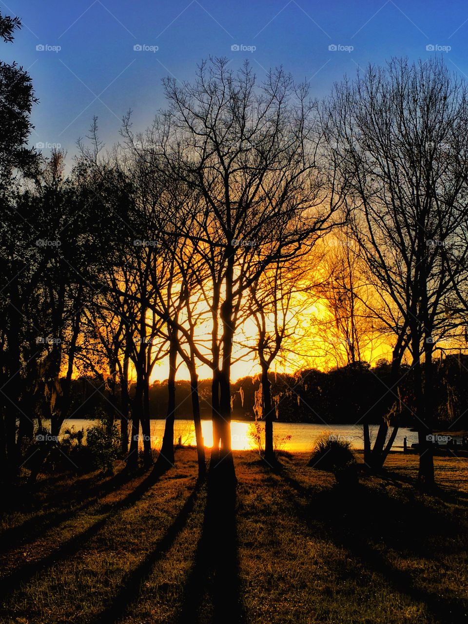 Dawn, Tree, Sunset, Fall, Landscape