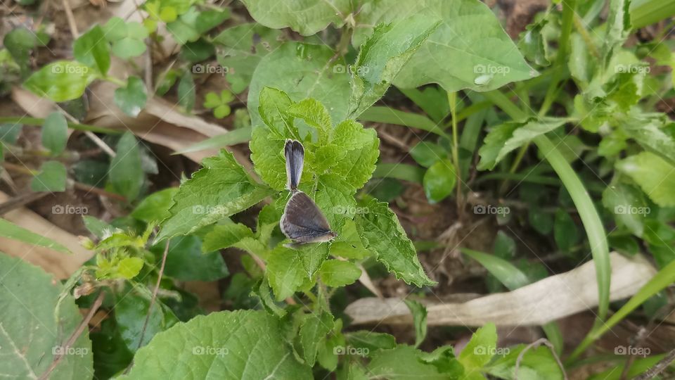 Butterfly on New plant in Spring time