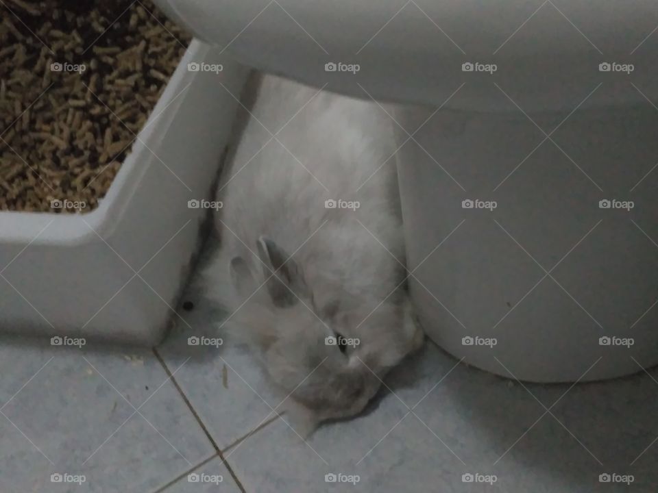sleepy Rabbit