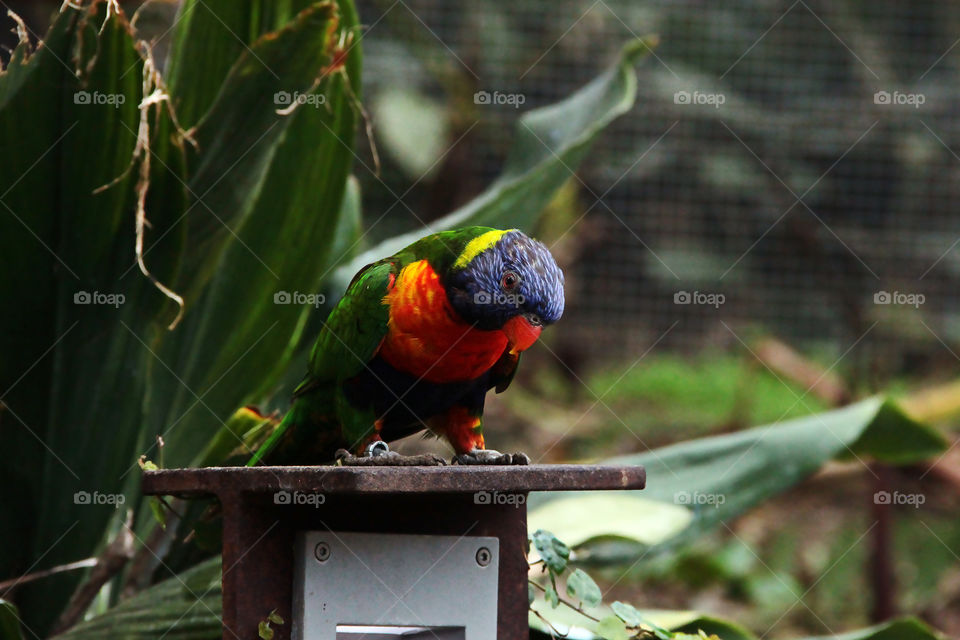 Parrot in the planckendael zoo in Belgium