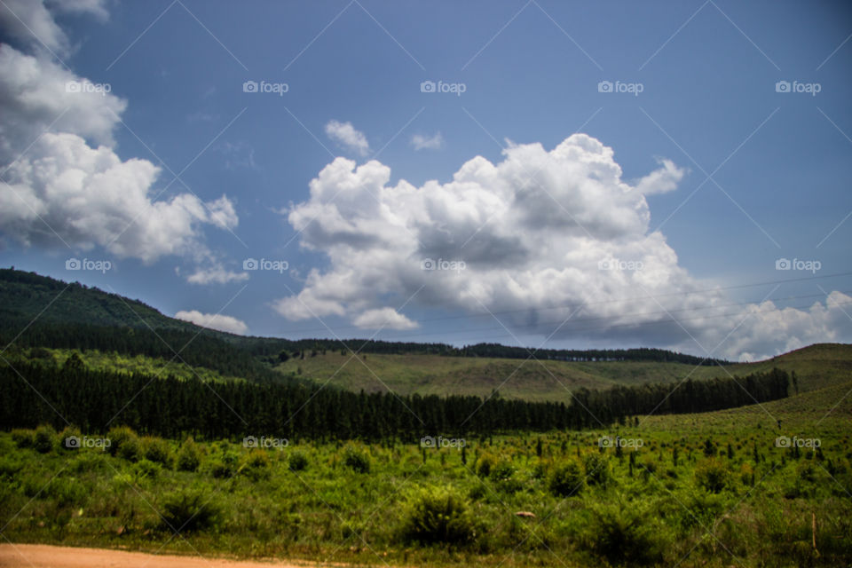 landscape of plantation