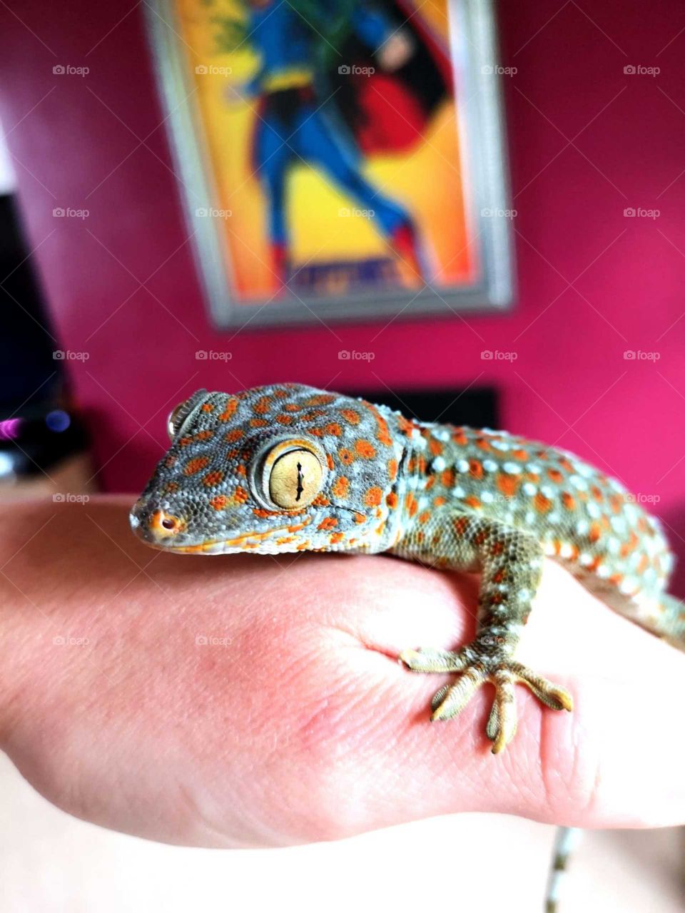 tokay gecko