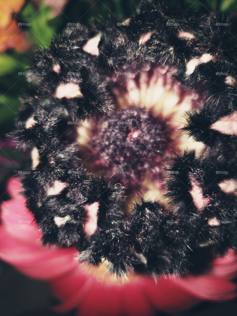strange flower