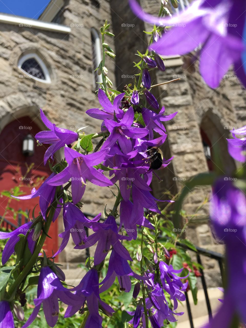 Purple with bumblebee