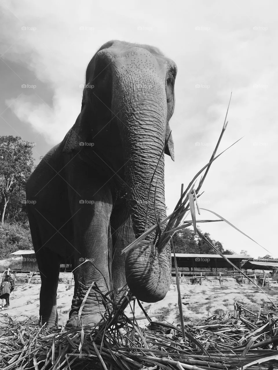 Elephant 