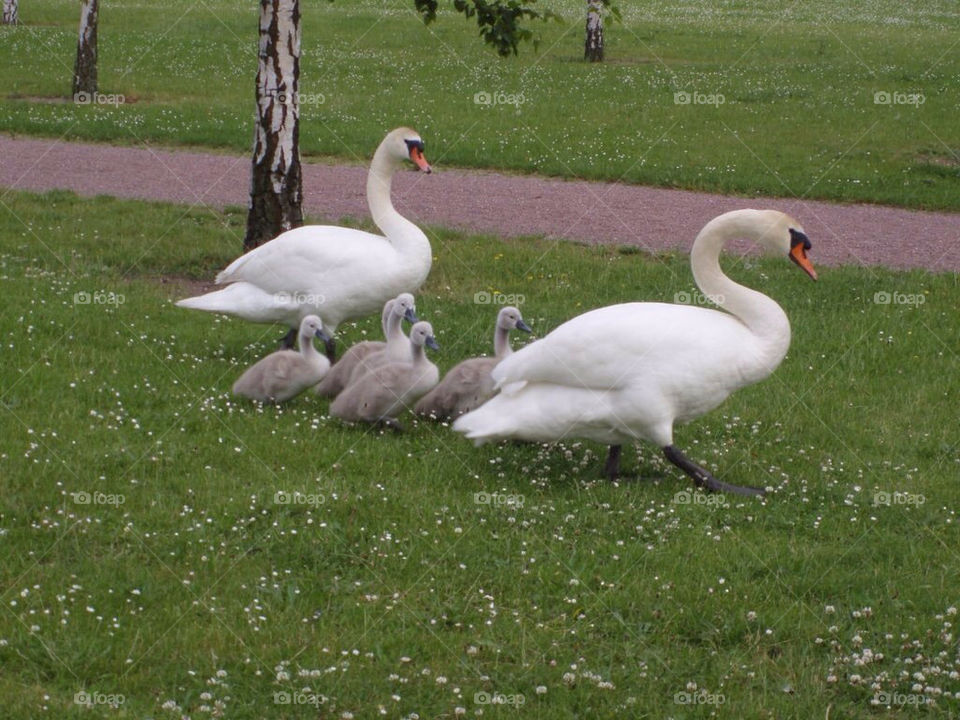 malmö family swans ribersborg by toraand