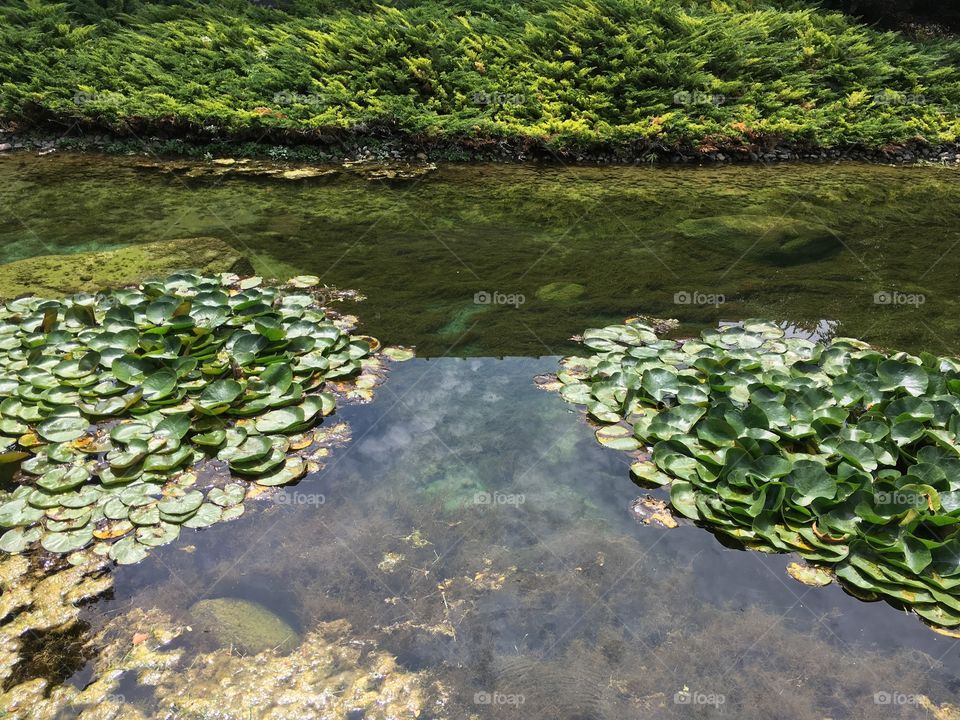 Pond with Lilly pads 
