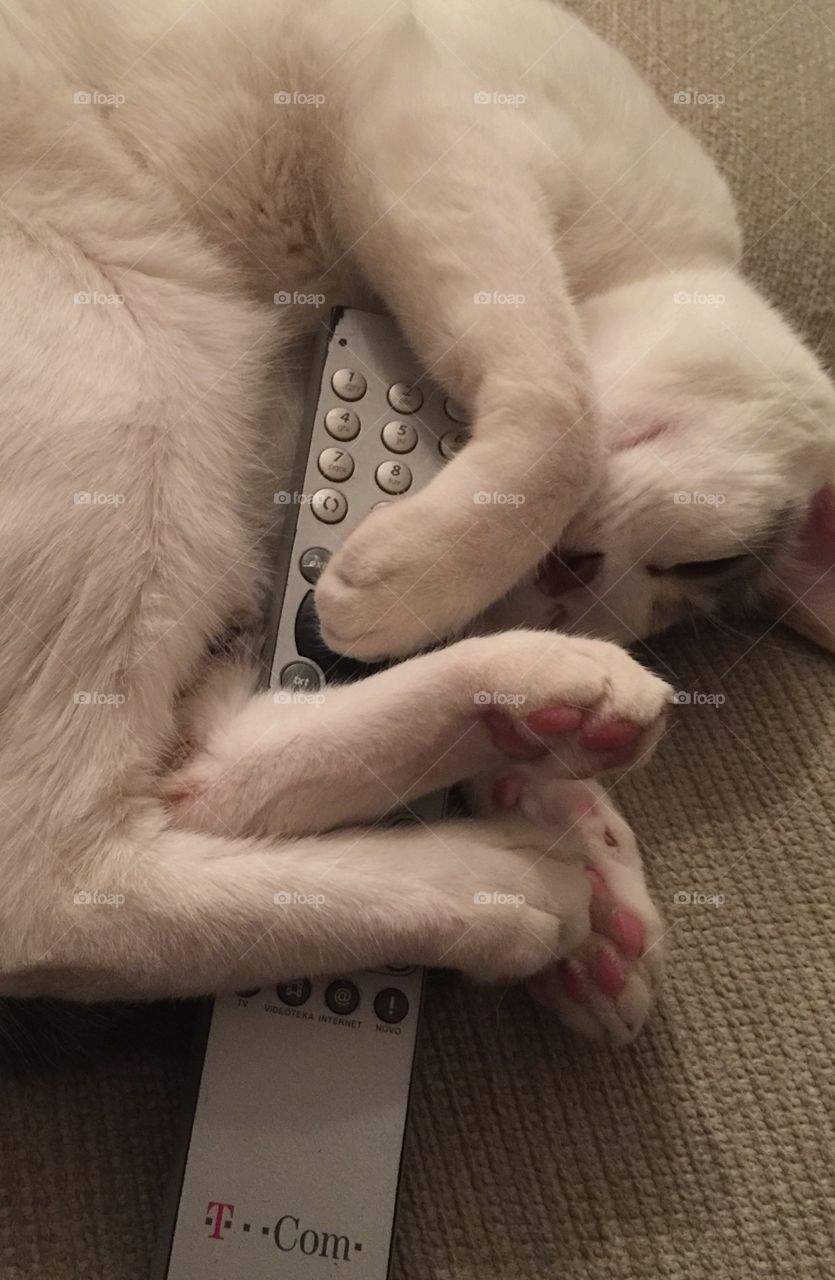 Remote control. Cat keeps a TV remote control while she is asleep