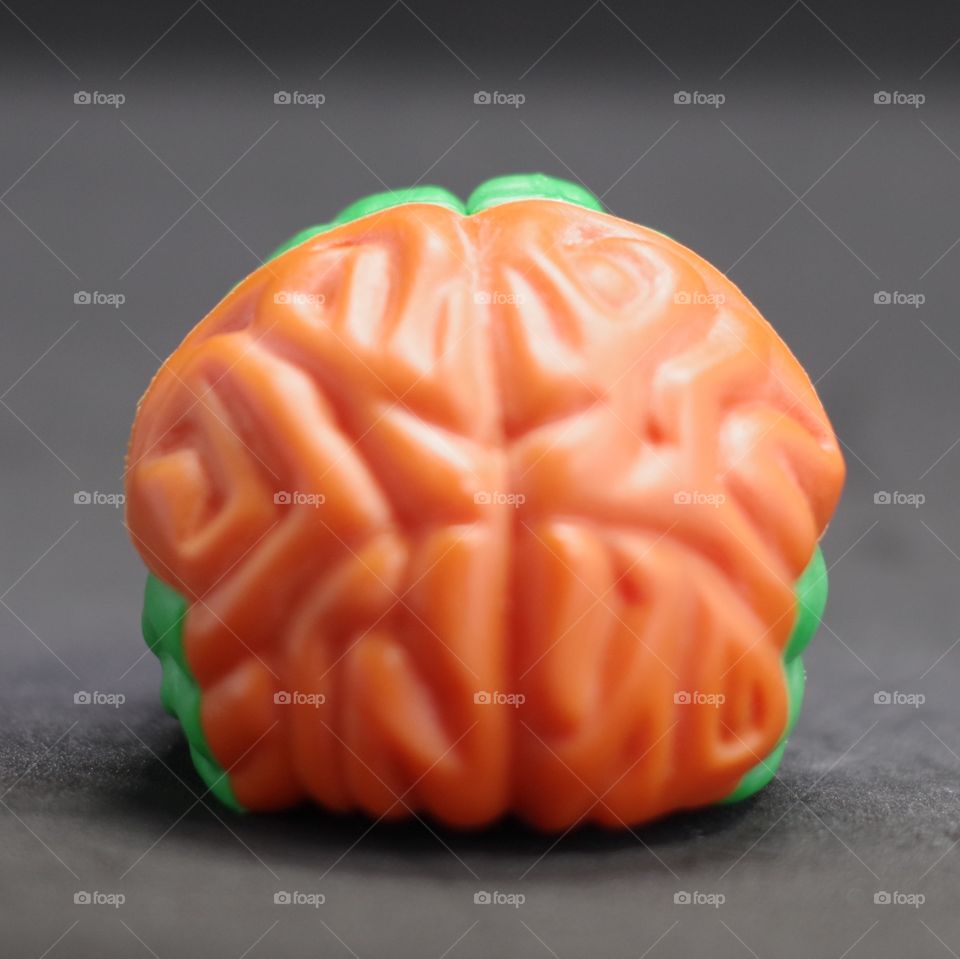Build your own brain. A plastic model of the human brain and skull.