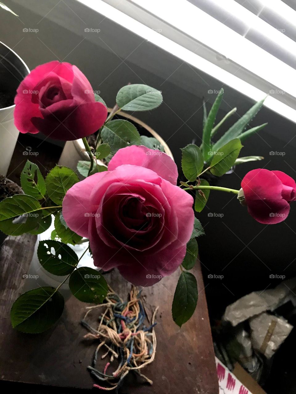 Plants Rose