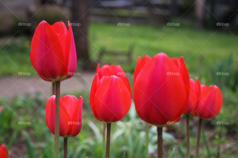 Red tulips