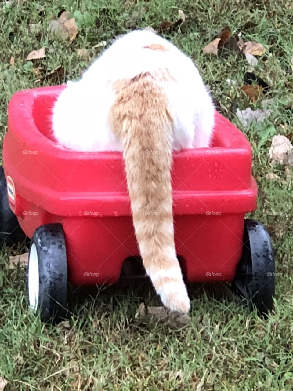 Cat in small wagon drinking rain water