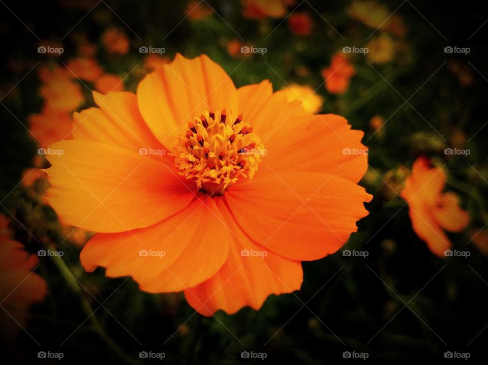 beautiful sulfur cosmos flower
