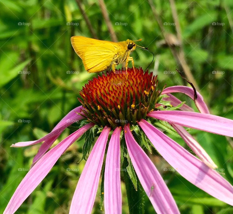 Butterfly pollinating on flower