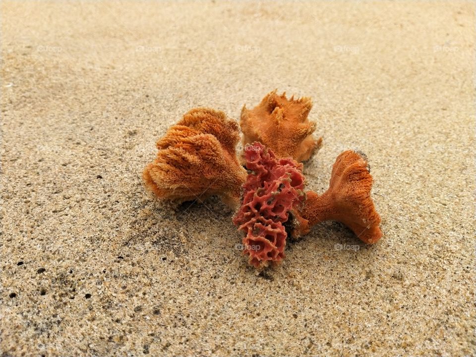 Seashells at the beach in Sri Lanka
