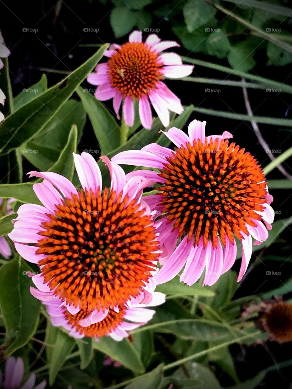 Gorgeous pink flowers with an orange center find shade from the blistering sun in Texas 🌸