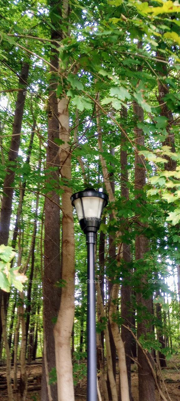 Lamp Post in the Trees