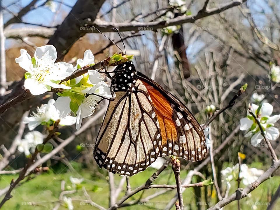 Springtime monarch on a flowering plum tree