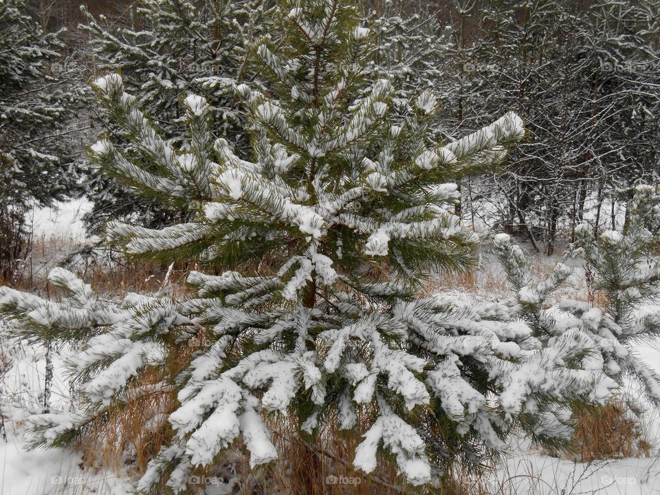 Winter, Frost, Snow, Cold, Tree