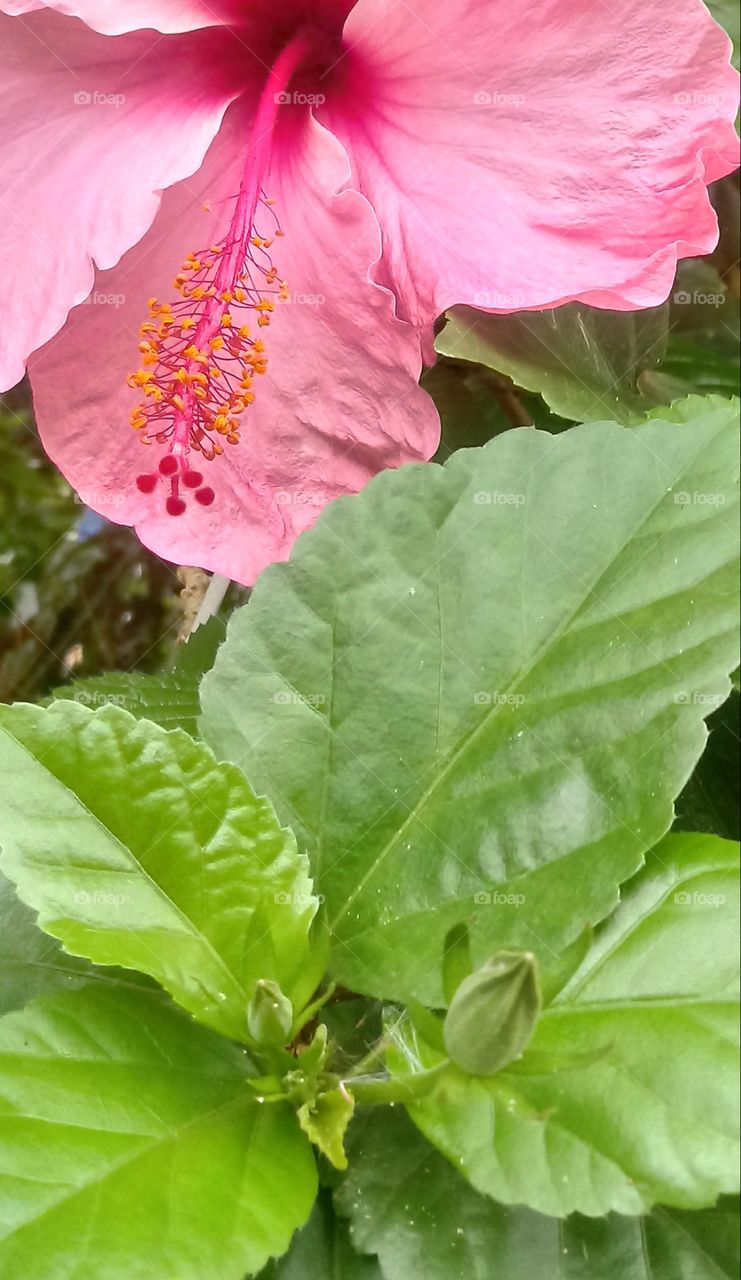 PLANT FLOWER NATURE HIBISCUS