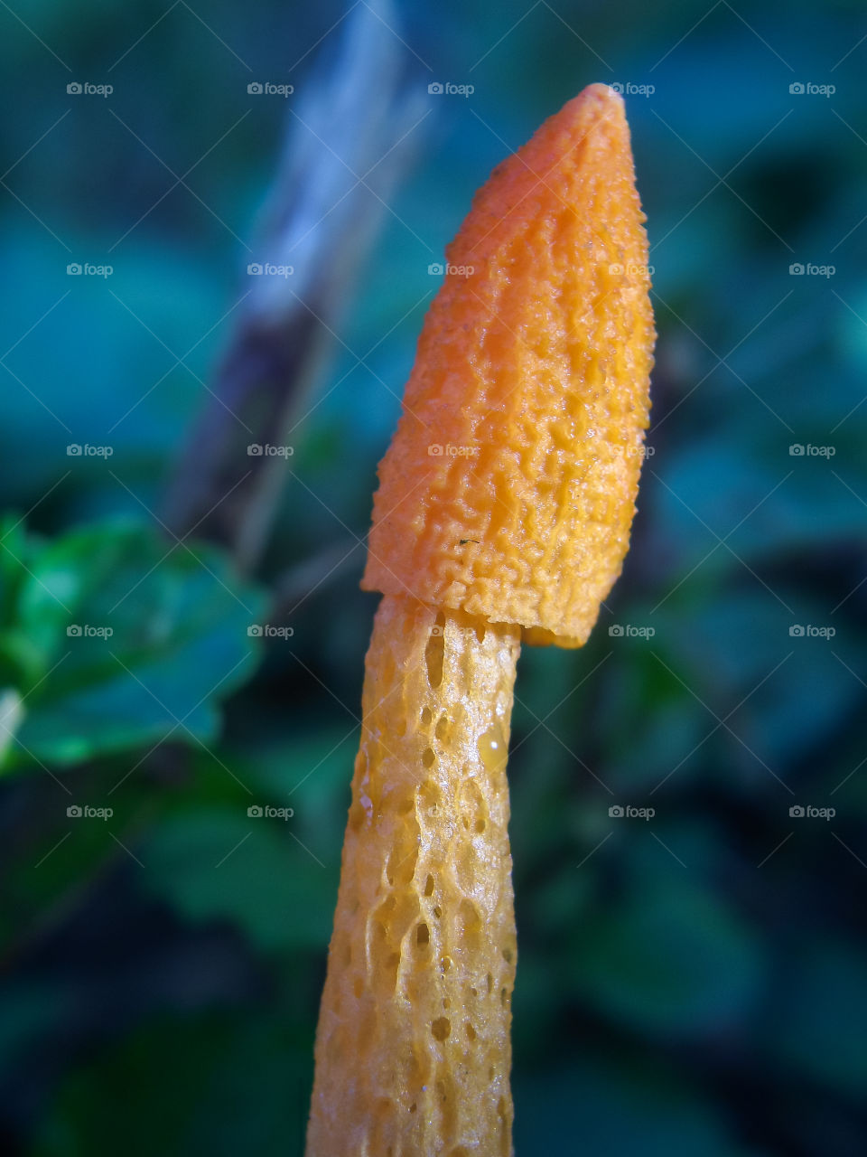 orange mushroom after srping rain