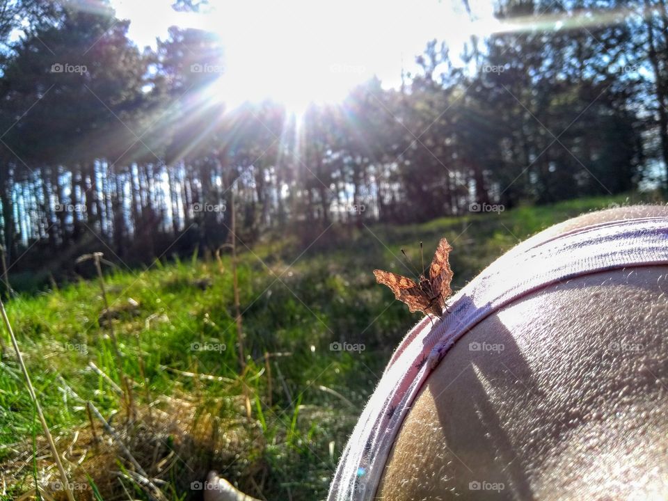 sunbathing butterfly on a bogy girl spring landscape resting on a nature