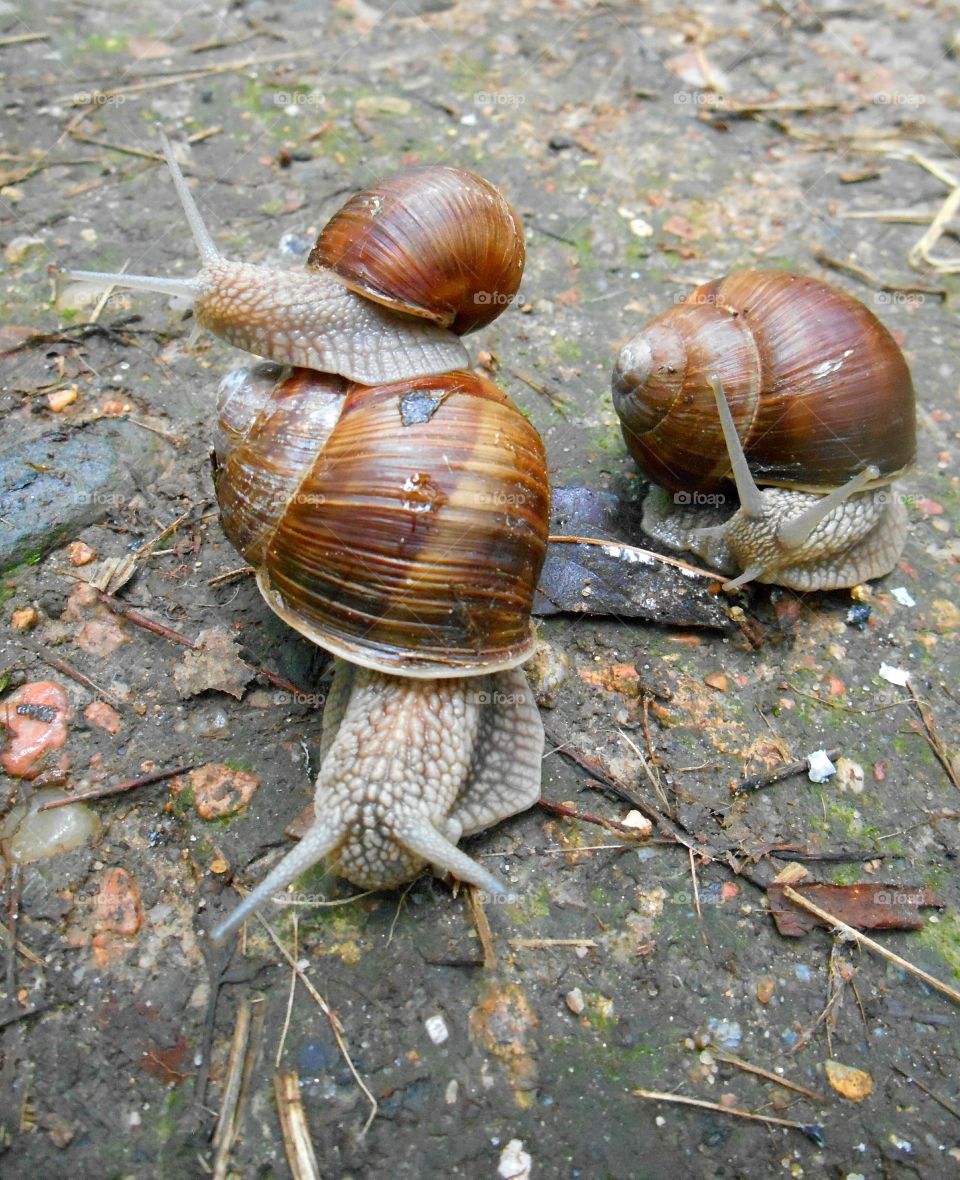 Snail, Slow, Gastropod, Shellfish, Slimy