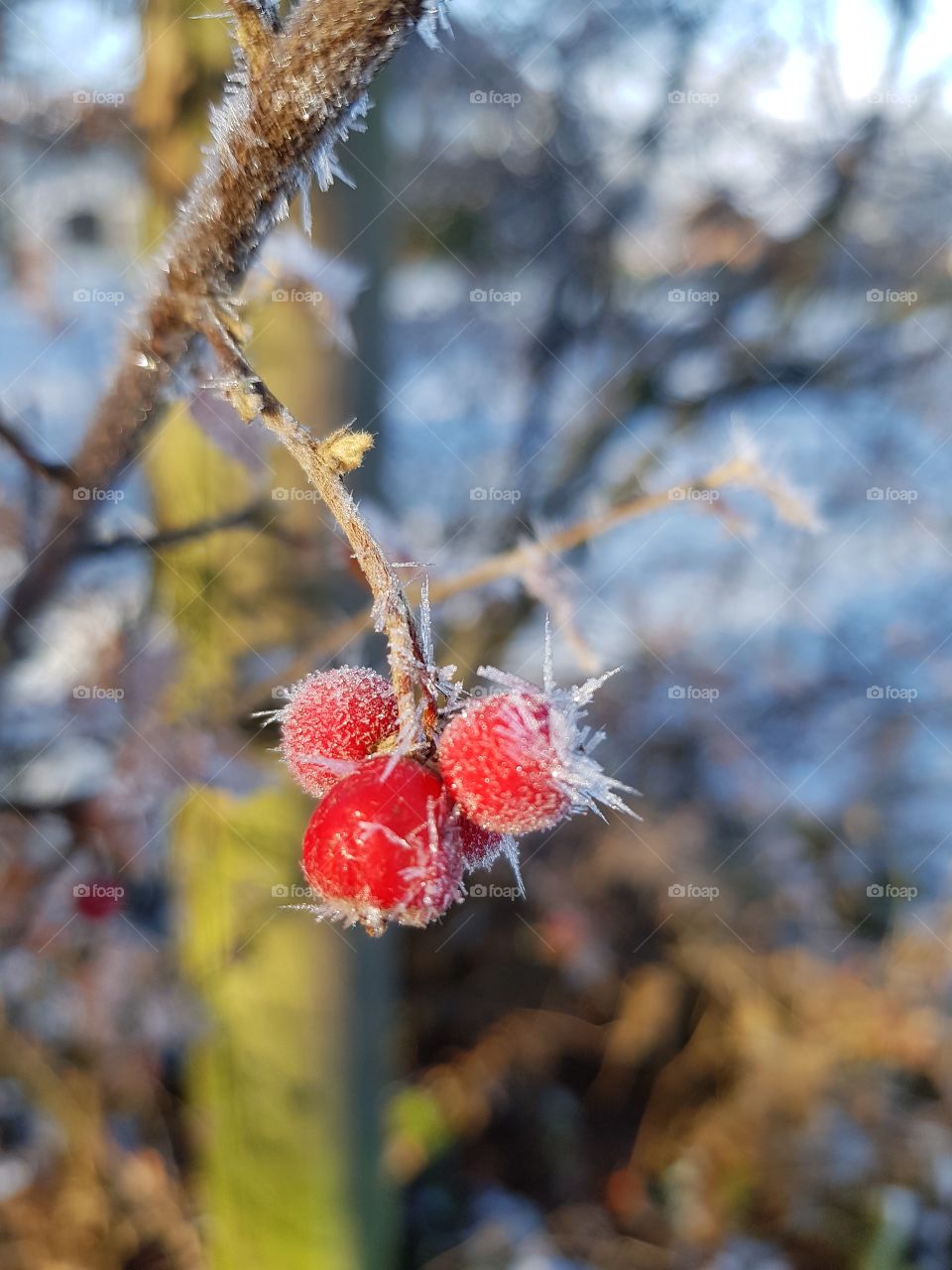 red frosty berries