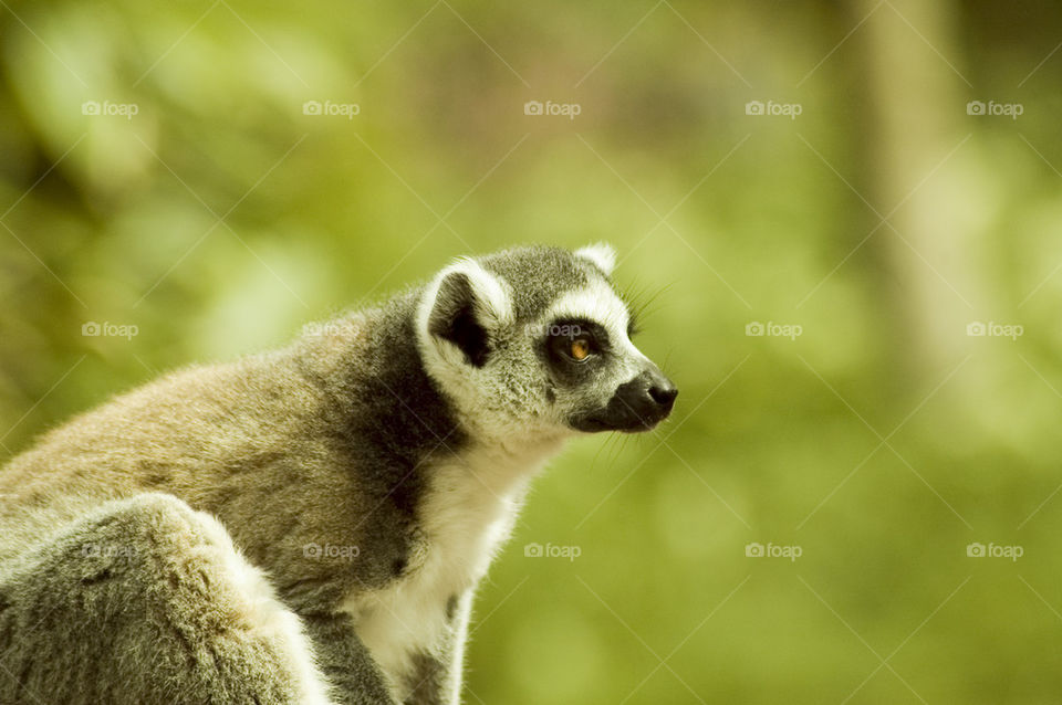 Ring-tailed lemur