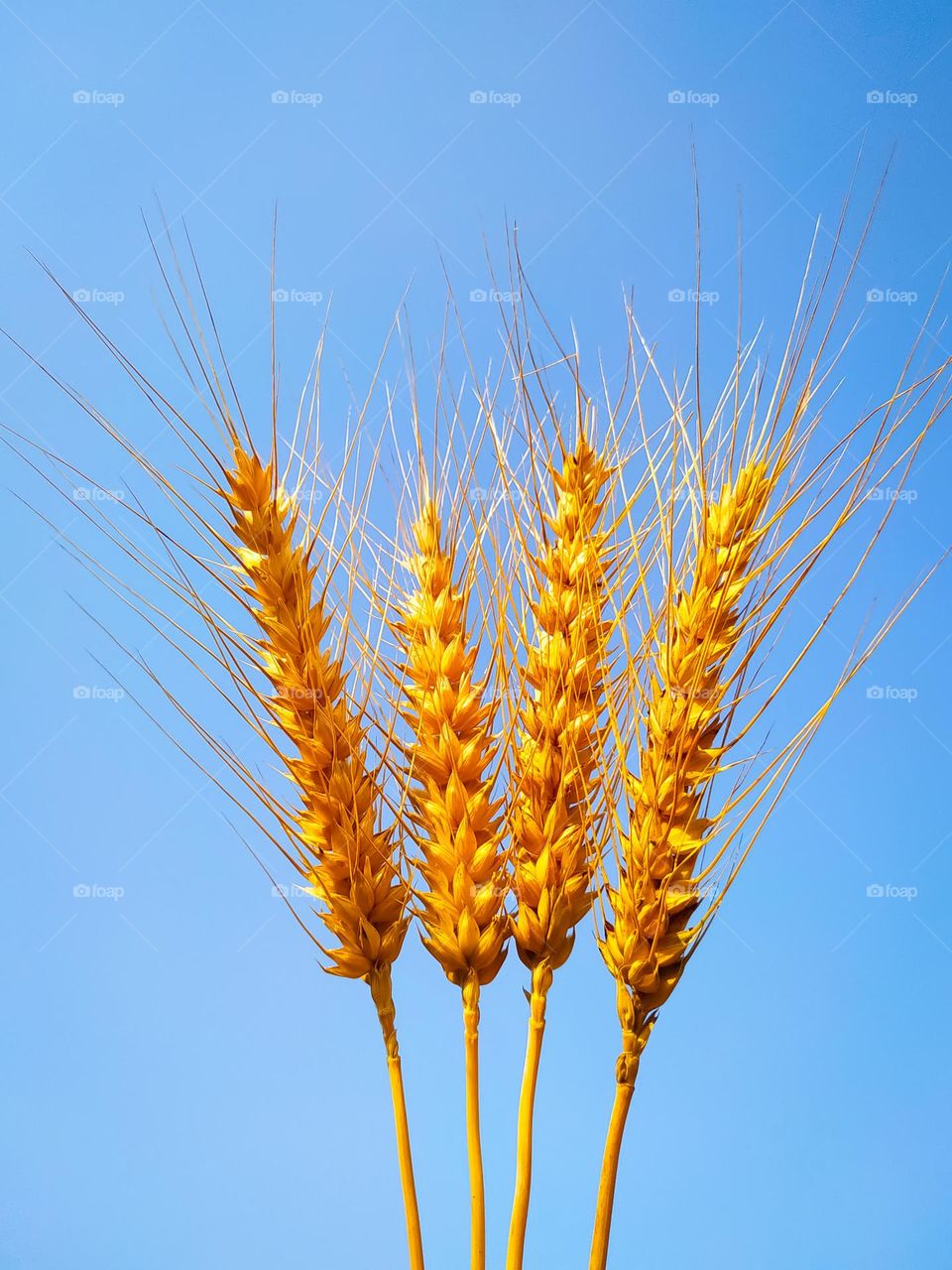 Close Up of ripe wheat ears against blue sky. Selective focus