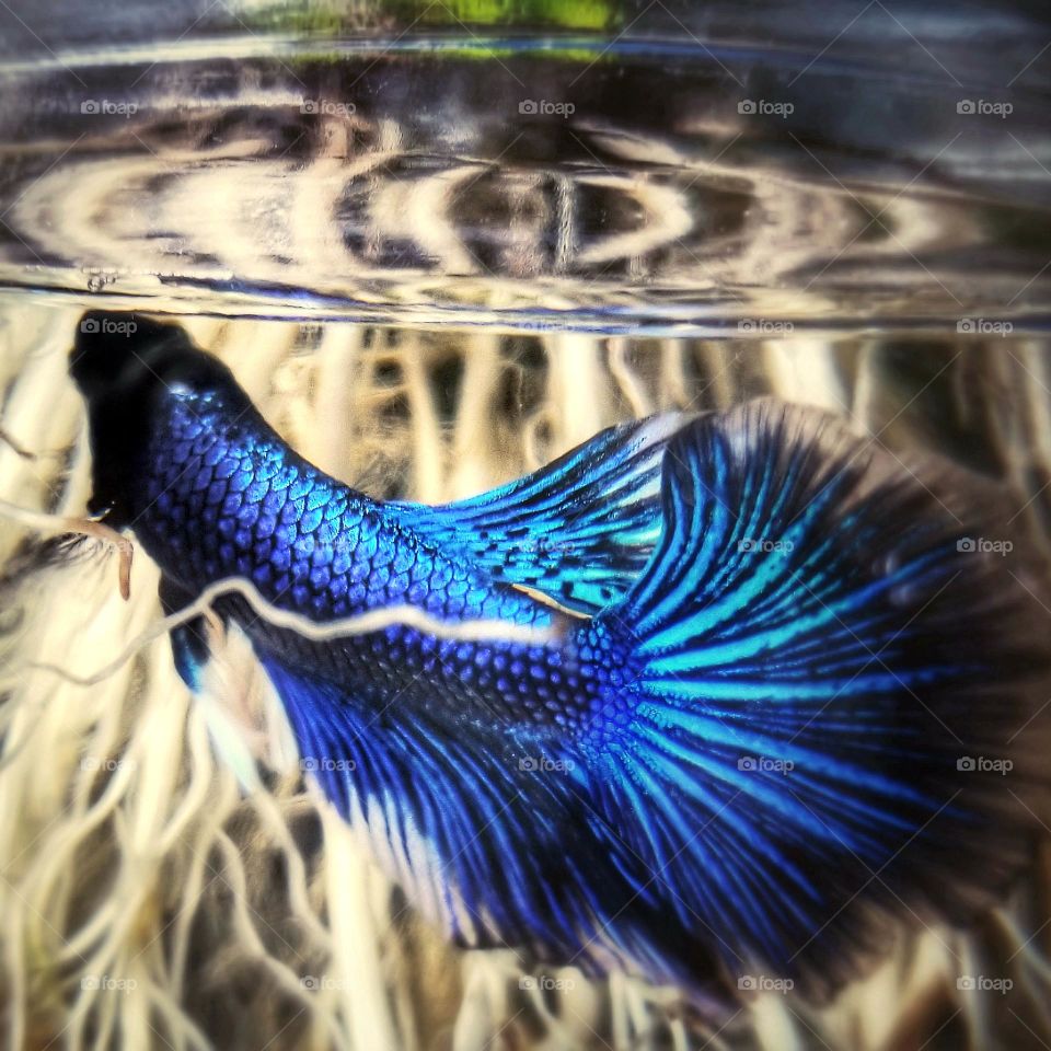 Betta Fish