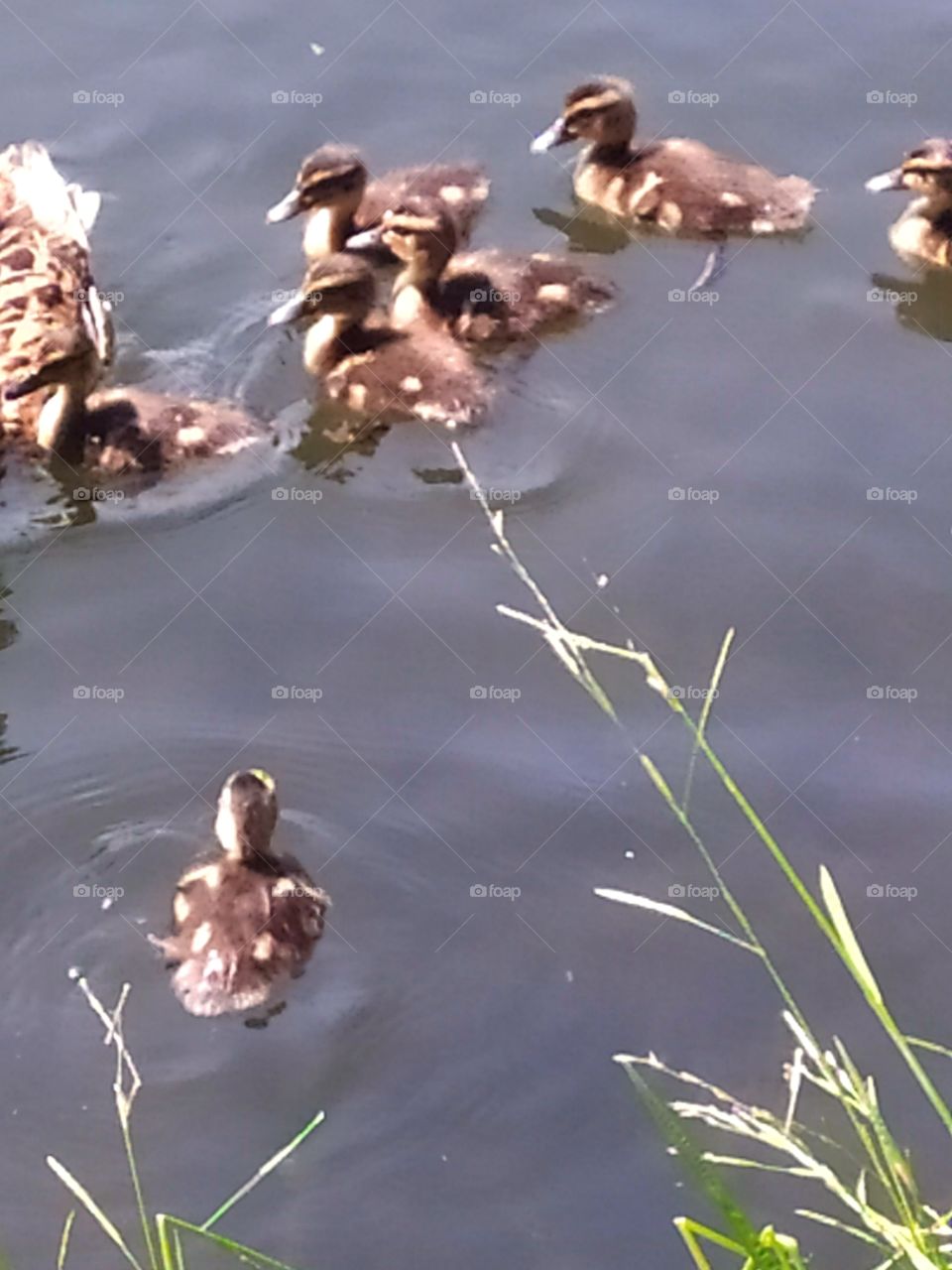 Ducklings swim