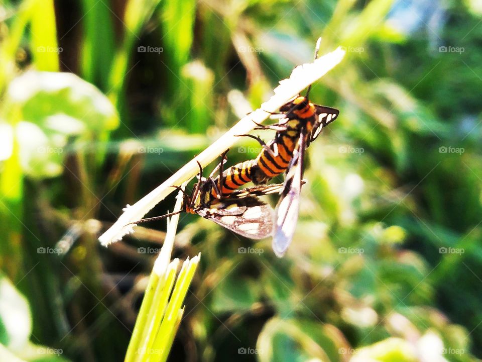 A couple of butterfly loved behind the leaf under the sunshine.