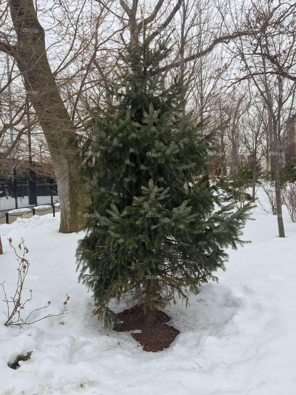 Evergreen in snow