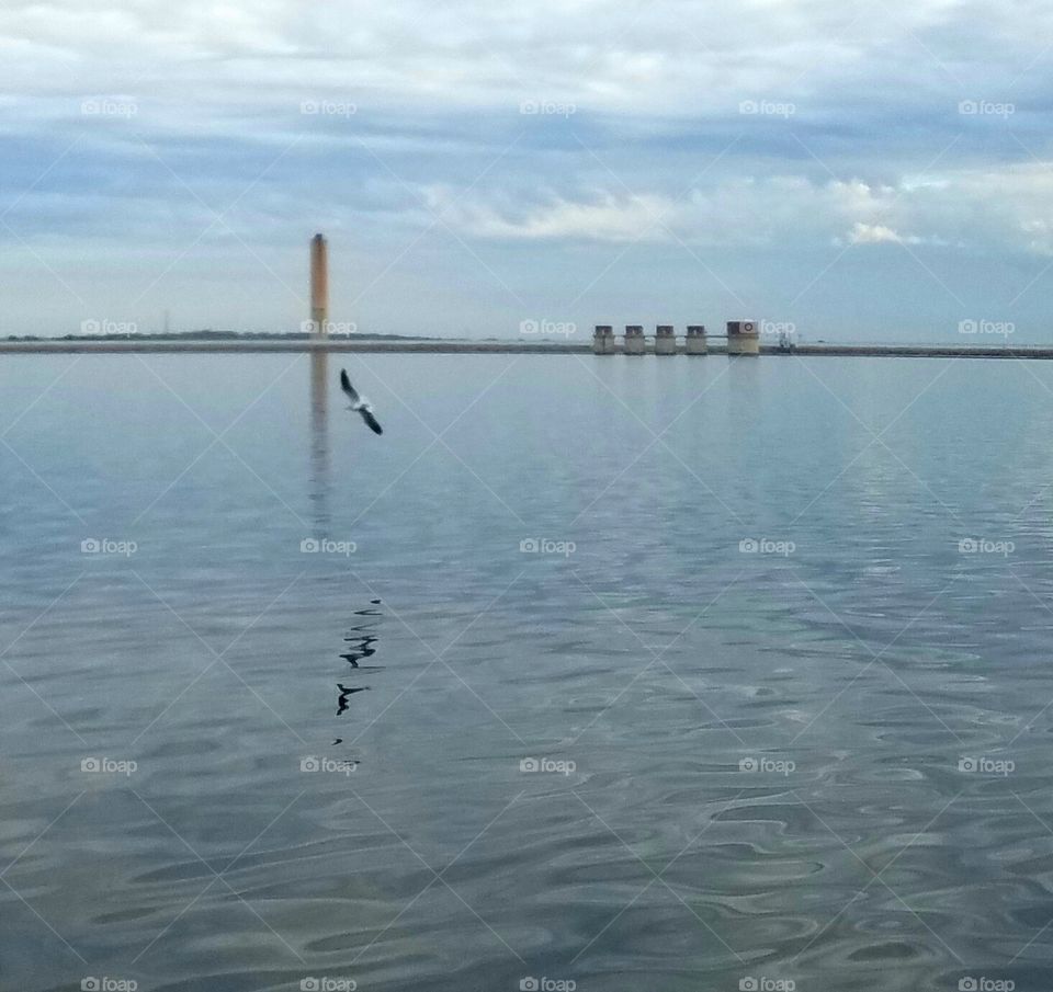 bird by Dam on lake