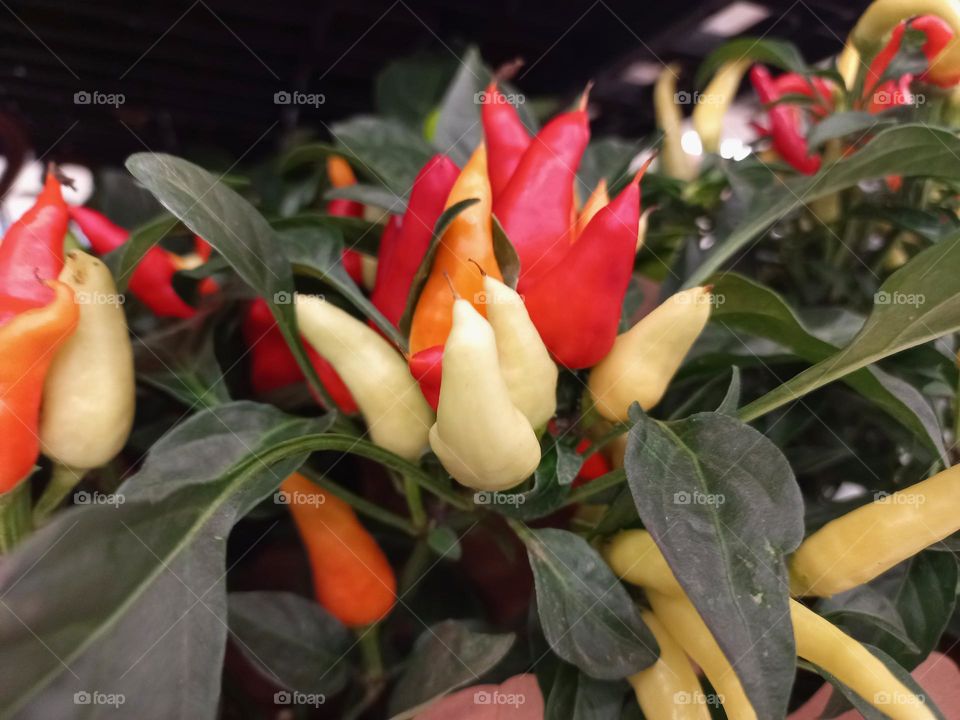 Pimenta karneval Yellow , cultivada em pequenos vasos, a planta  tornou-se objeto de decoração   de ambientes interiores muito apreciada, pela versatilidade de cores