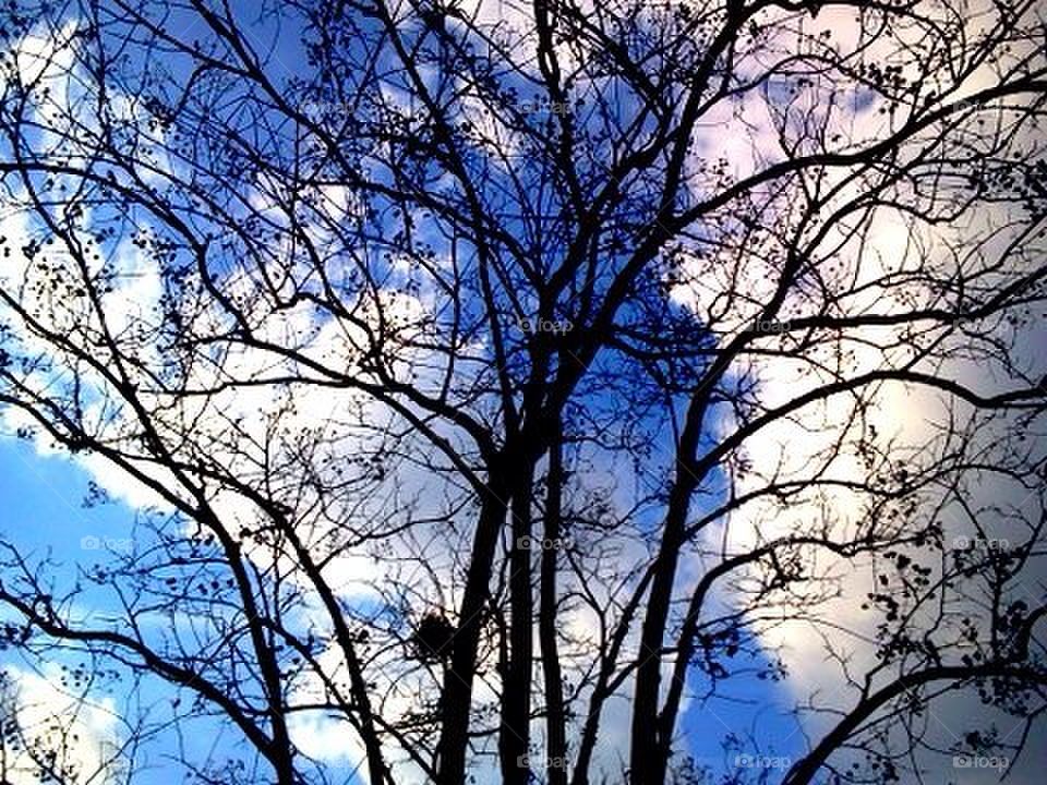 Branches and Blue Sky