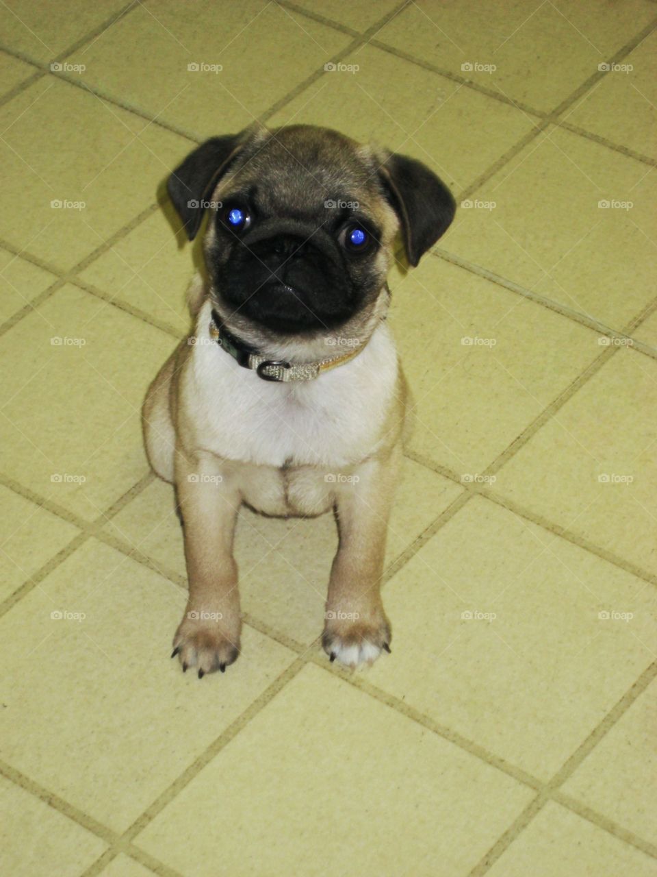 Dogs. Adorable Blue Eyed Pug