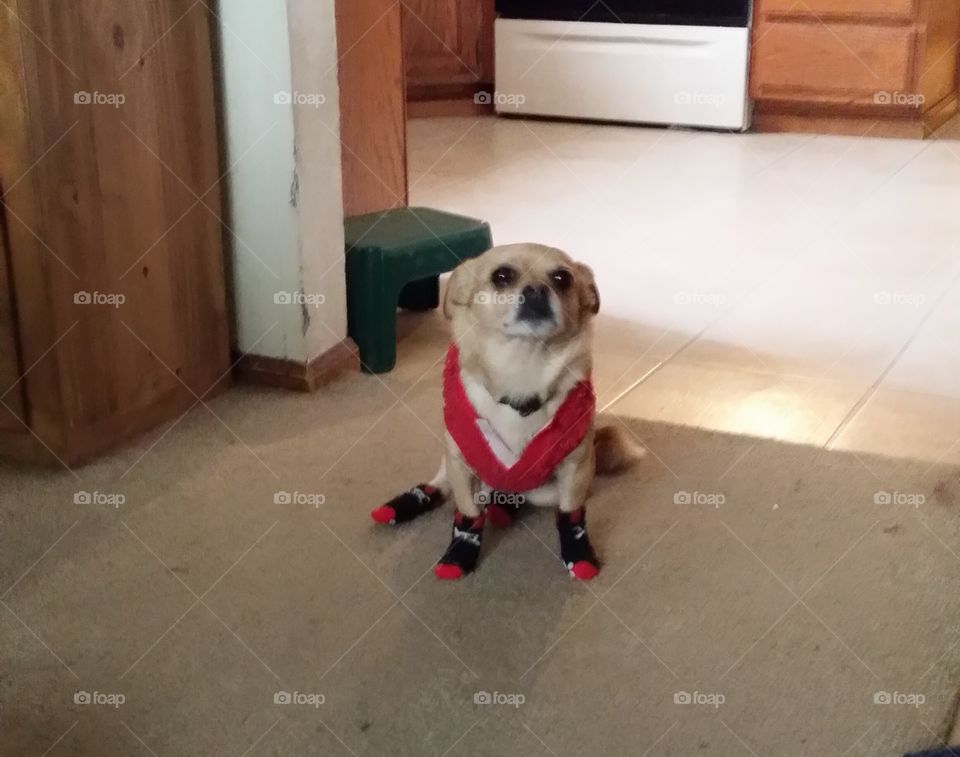 Tuck is ready for snow