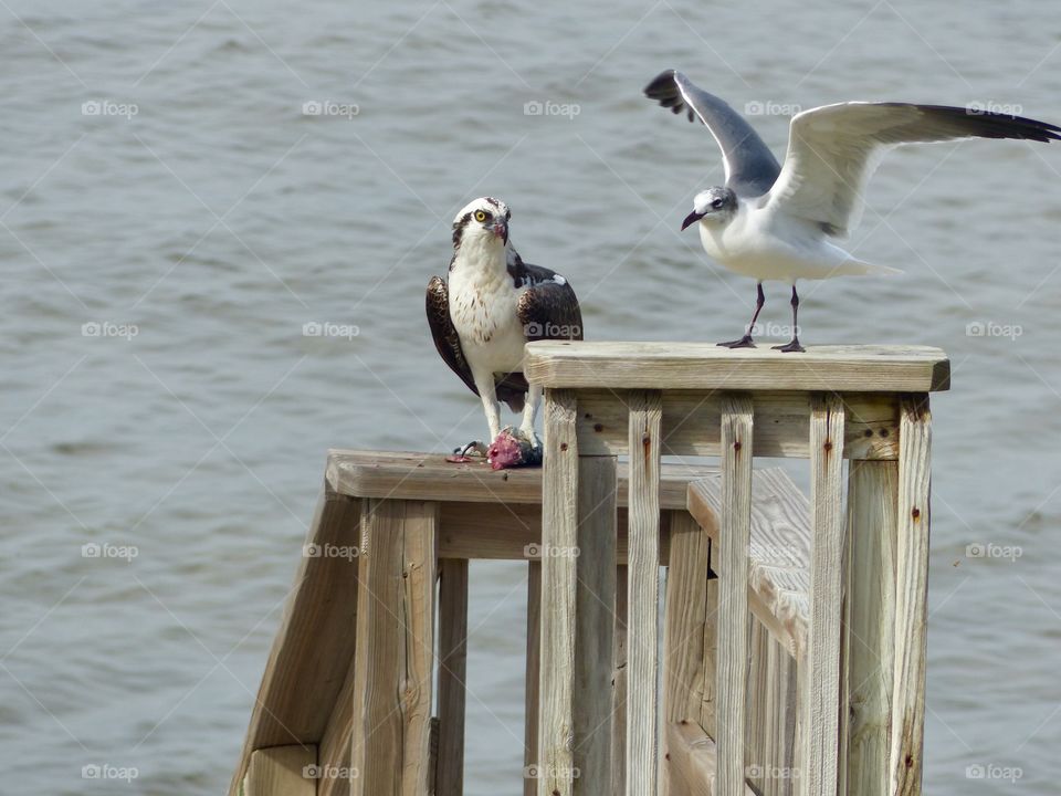 Nature at its best! The Osprey and seagull are spending a beautiful summer day catching fish and hanging out on the stairs.