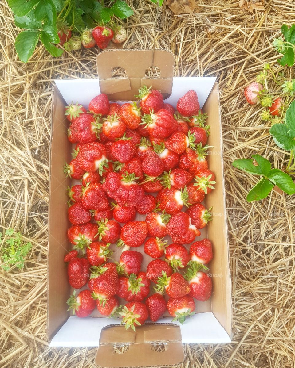 Fresh Picked Strawberries